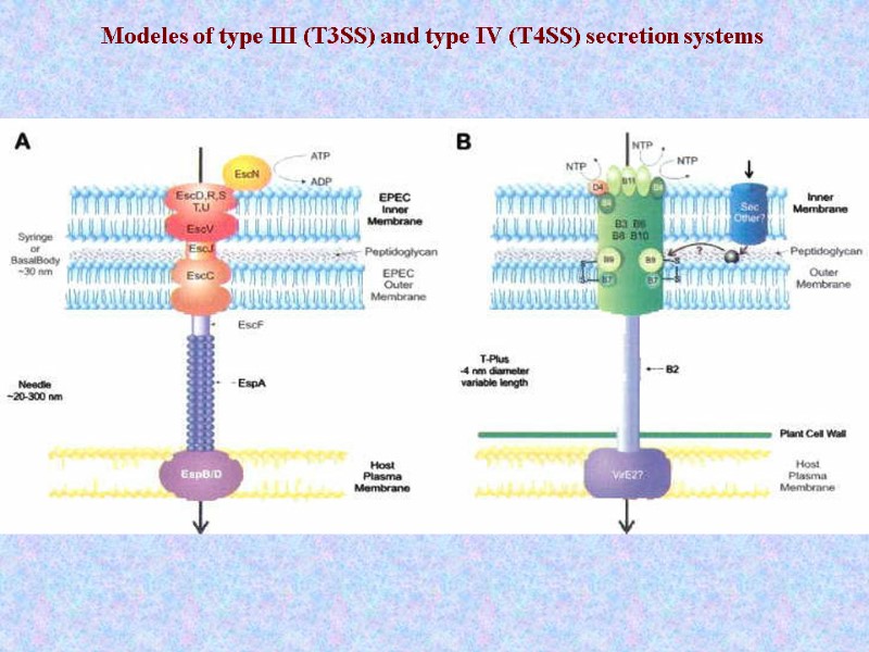 Modeles of type III (T3SS) and type IV (T4SS) secretion systems